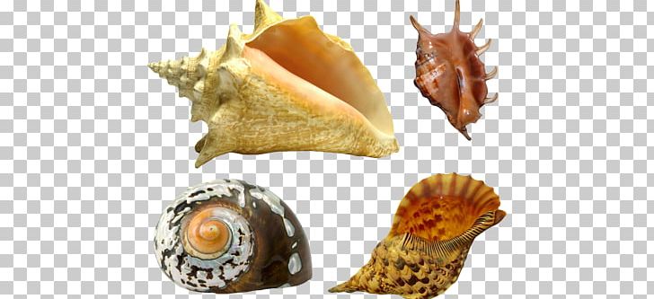 Seashell Oyster Mollusc Shell Gastropod Shell PNG, Clipart, Animals, Beach, Conch, Cooky, Gastropod Shell Free PNG Download