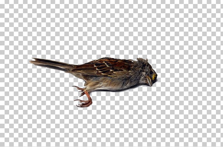 Wren Bird Sparrow Beak Blue Jay PNG, Clipart, Animals, Beak, Bird, Bird Of Prey, Bluebirds Free PNG Download