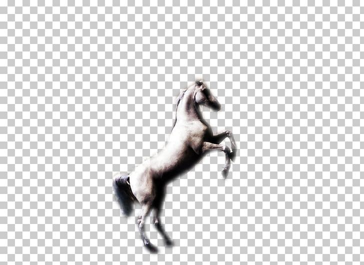 Mustang Stallion Halter Freikörperkultur Character PNG, Clipart, 2019 Ford Mustang, Character, Fiction, Fictional Character, Ford Mustang Free PNG Download