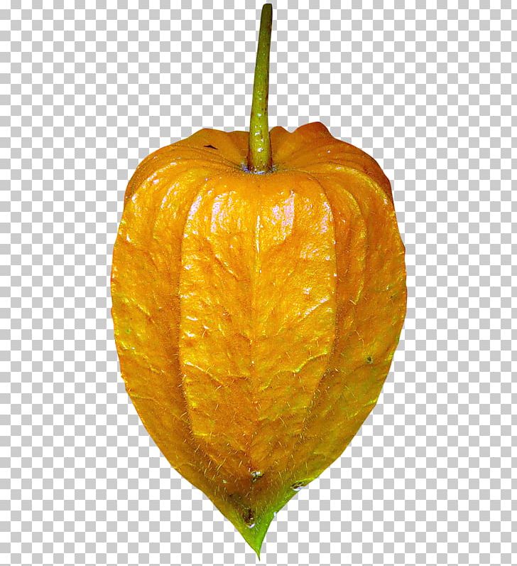 Peruvian Groundcherry Citron Plant PNG, Clipart, Bitter Orange, Calabaza, Cape, Citron, Citrus Free PNG Download