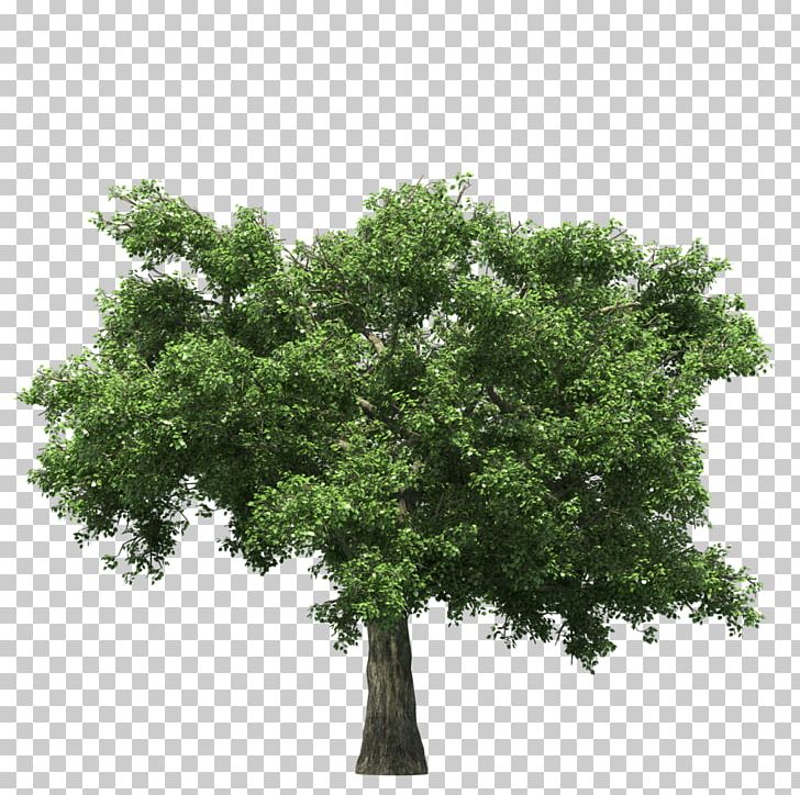 Tree PNG, Clipart, 3d Computer Graphics, Branch, Child, Download, Image Resolution Free PNG Download