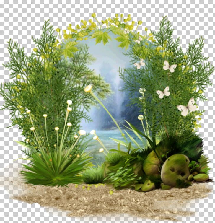 Grasses Tree Herb Aquarium Family PNG, Clipart, Aquarium, Aquarium Decor, Family, Grass, Grasses Free PNG Download