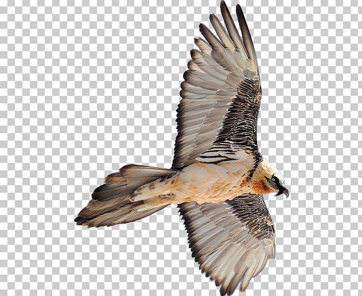 Hawk Bird Bearded Vulture Eagle PNG, Clipart, Accipitriformes, Alps, Animal, Beak, Bearded Vulture Free PNG Download