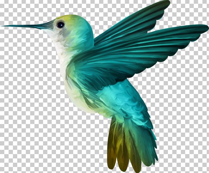 Hummingbird Desktop PNG, Clipart, Bird, Clip Art, Desktop Wallpaper, Hummingbird Free PNG Download