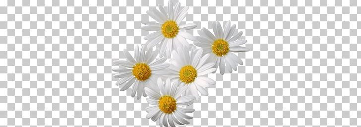 Camomile Group PNG, Clipart, Camomile, Flowers, Nature Free PNG Download
