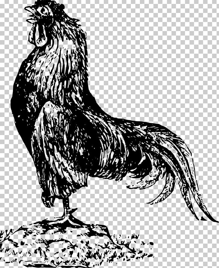 Cochin Chicken Houdan Chicken Andalusian Chicken Rooster PNG, Clipart, Andalusian Chicken, Art, Beak, Bird, Bird Of Prey Free PNG Download