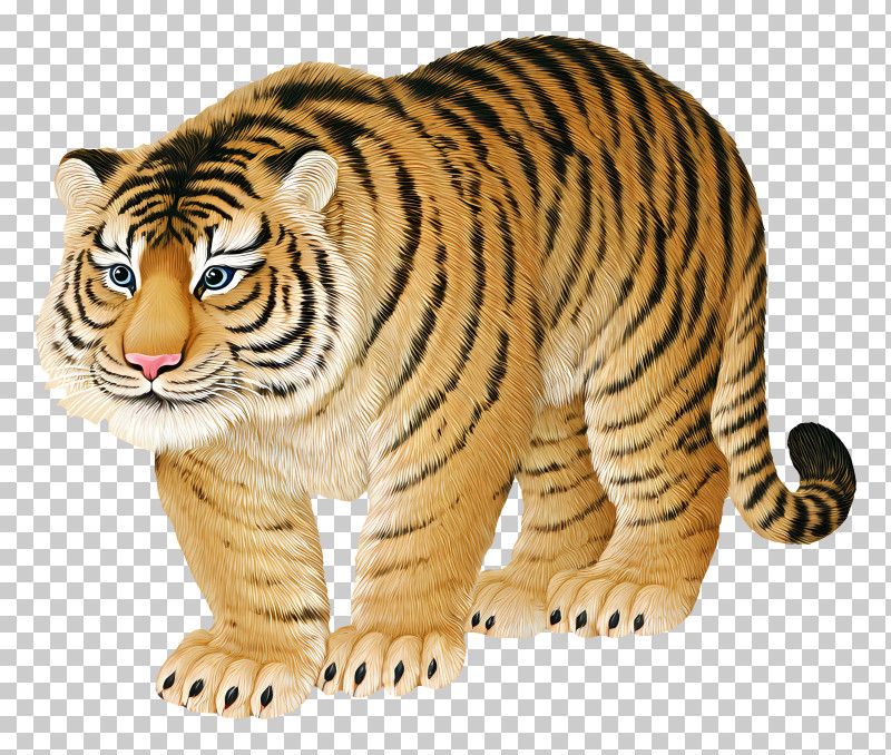 Zodiac Chinese - Cute Realistic Tiger Illustration PNG