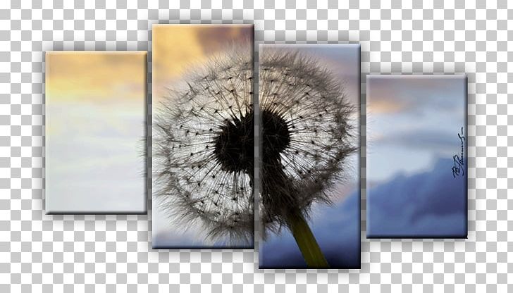 Canvas Drawing Frames Taraxacum Sect. Ruderalia PNG, Clipart, Art, Canvas, Dandelion, Drawing, Flower Free PNG Download
