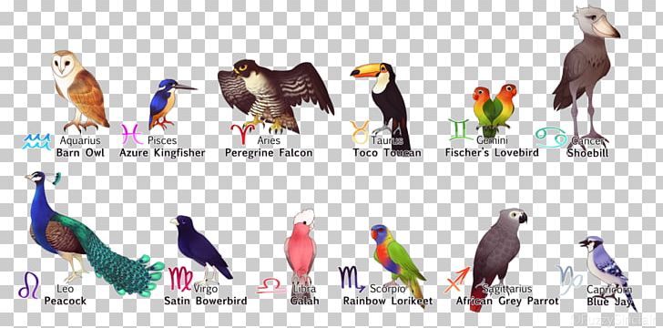 Eagle Bird Zodiac Beak Astrological Sign PNG, Clipart, 6 October, Advertising, Animal, Art, Astrological Sign Free PNG Download