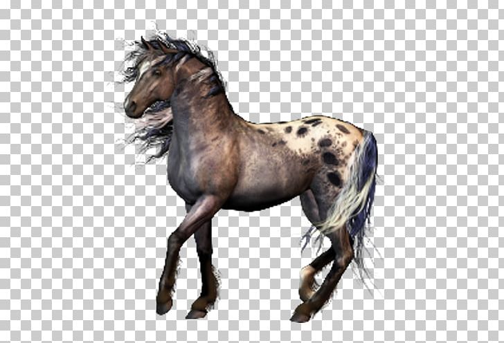 Portable Network Graphics Mustang Wild Appaloosa Photography PNG, Clipart, Colt, Desktop Wallpaper, Domestic Animal, Foal, Horse Free PNG Download