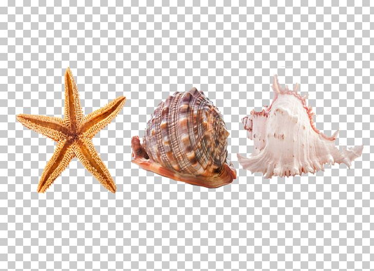Seashell Sea Snail Seabed Icon PNG, Clipart, Biological, Cartoon Conch, Cockle, Conch, Conchology Free PNG Download
