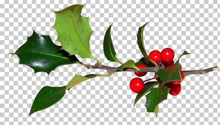 Common Holly Ilex Crenata Plant Magnolia Christmas PNG, Clipart, Aquifoliaceae, Aquifoliales, Berry, Branch, Christmas Free PNG Download