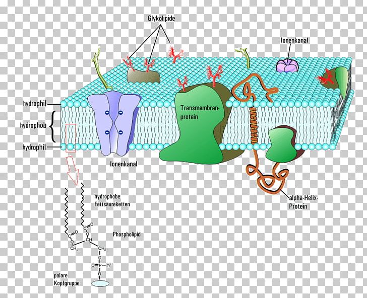 Creative Commons Cell Organelle CC-BY-SA Receptor PNG, Clipart, Angle, Area, Ccbysa, Cell, Cell Membrane Free PNG Download