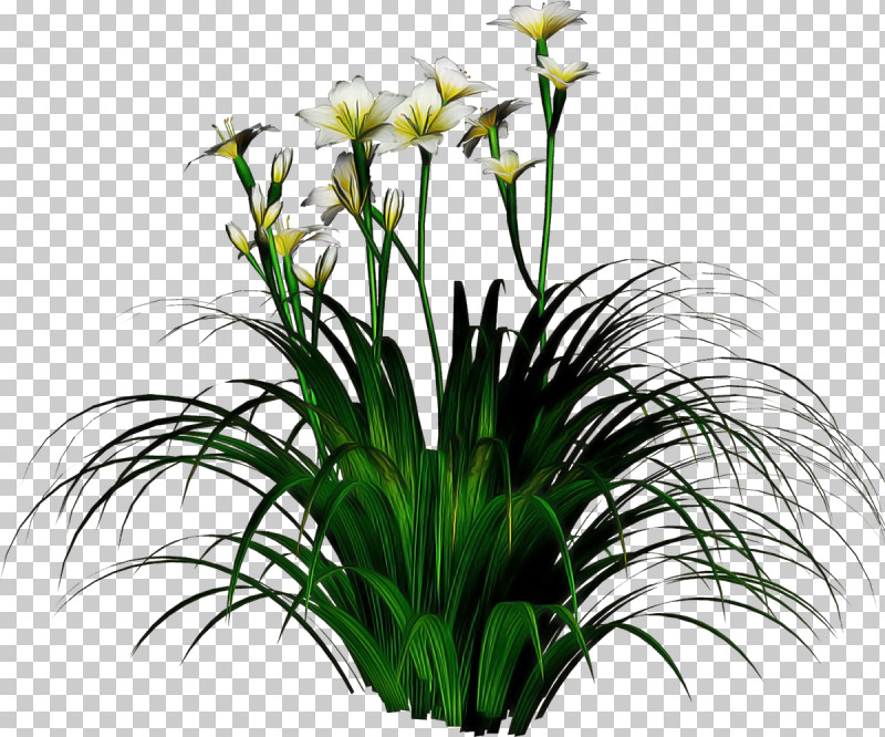 Flower Plant Grass Houseplant Grass Family PNG, Clipart, Cut Flowers, Flower, Flowerpot, Grass, Grass Family Free PNG Download