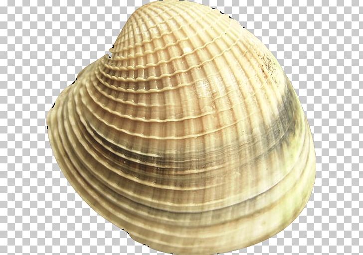 Cockle Austrovenus Stutchburyi Veneroida Clam PNG, Clipart, Animal Source Foods, Baltic Clam, Bivalvia, Clam, Clams Oysters Mussels And Scallops Free PNG Download