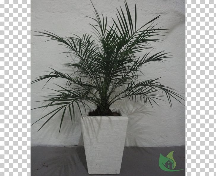 Date Palm Flowerpot Houseplant Palm Trees PNG, Clipart, Arecales, Date Palm, Evergreen, Flowerpot, Houseplant Free PNG Download