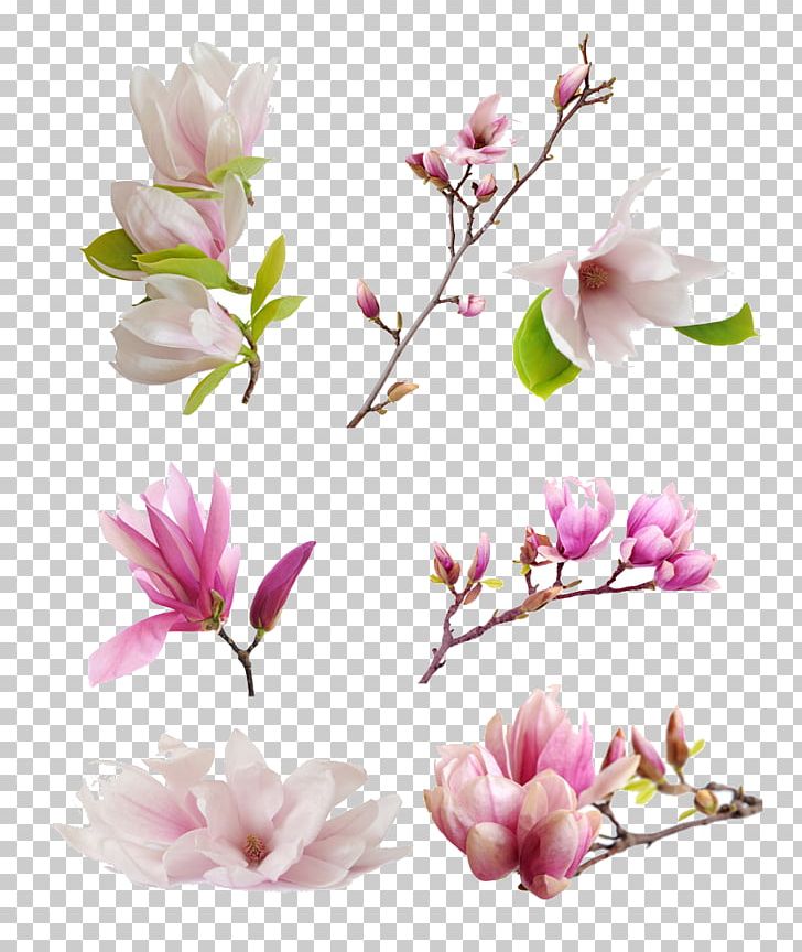 Magnolia Denudata Magnolia Liliiflora Petal Flower PNG, Clipart, Branch, Cherry Blossom, Creative, Creative Flower, Creative Squid Free PNG Download