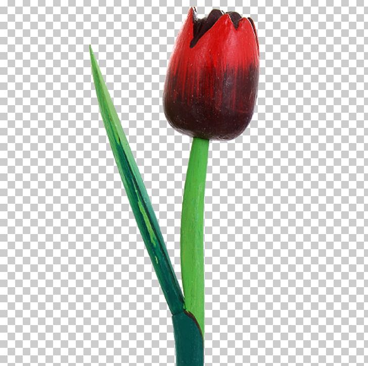 Tulip Petal Plant Stem Bud PNG, Clipart, Bud, Flower, Flowering Plant, Flowers, Kop Free PNG Download
