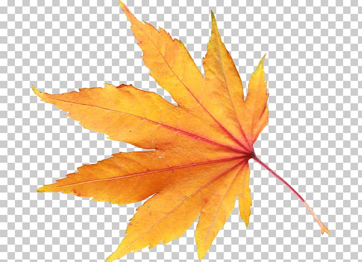 Autumn Leaf Color PNG, Clipart, Autumn, Autumn Leaf Color, Autumn Leaves, Beach, Color Free PNG Download