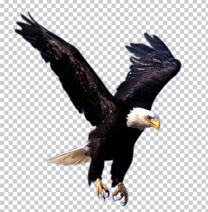 Eagle PNG, Clipart, Accipitriformes, Animal, Animals, Bald Eagle, Beak Free PNG Download