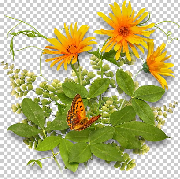 Flower PNG, Clipart, Brush Footed Butterfly, Butterfly, Calendula, Child, Daisy Family Free PNG Download