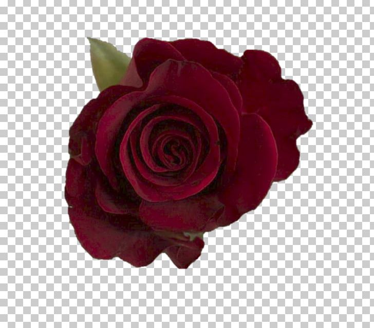 Garden Roses Cabbage Rose Floribunda Cut Flowers Burgundy PNG, Clipart, Assortment Strategies, Ballet Dancer, Burgundy, Cabbage Rose, Cut Flowers Free PNG Download