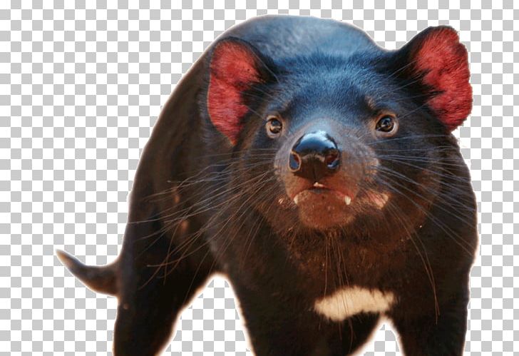 Tasmanian Devil National Zoo & Aquarium Wombat Dingo PNG, Clipart, Animal, Aquarium, Carnivore, Common Wombat, Devil Free PNG Download