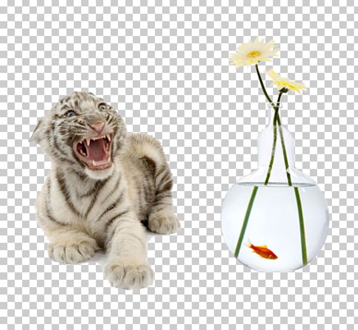 Tiger Cubs Cat White Tiger PNG, Clipart, Animal, Animals, Aslan, Big Cats, Carnivoran Free PNG Download