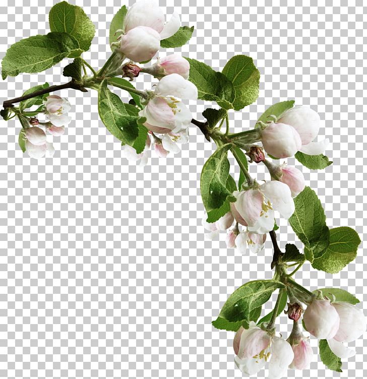 Apples Photography PNG, Clipart, Apples, Blossom, Branch, Cherry Blossom, Cherry Tree Free PNG Download