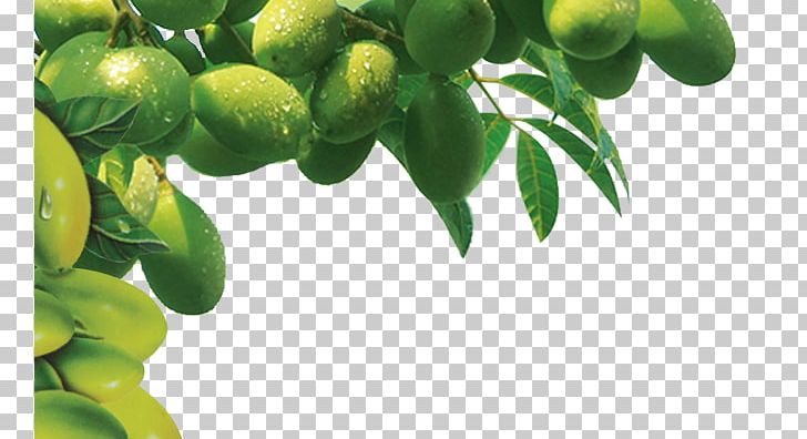 Olive Oil Tree PNG, Clipart, Branch, Christmas Tree, Citrus, Computer Wallpaper, Corner Free PNG Download