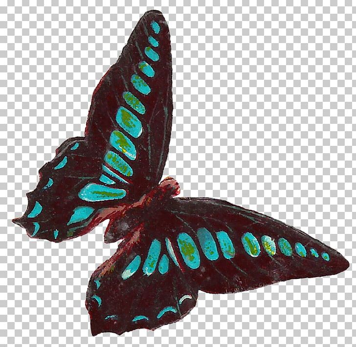 We Delight In The Beauty Of The Butterfly PNG, Clipart, Arthropod, Butte, Butterfly House, Collage, Com Free PNG Download