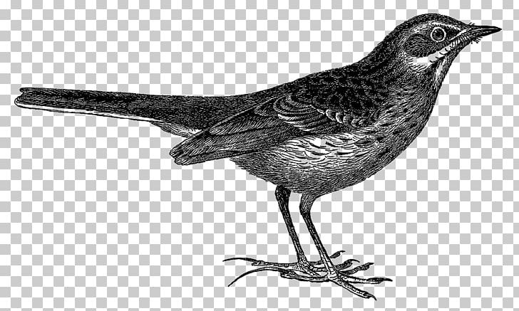 Wren Finch American Sparrows Fauna Beak PNG, Clipart, American Sparrows, Animals, Beak, Bird, Black And White Free PNG Download
