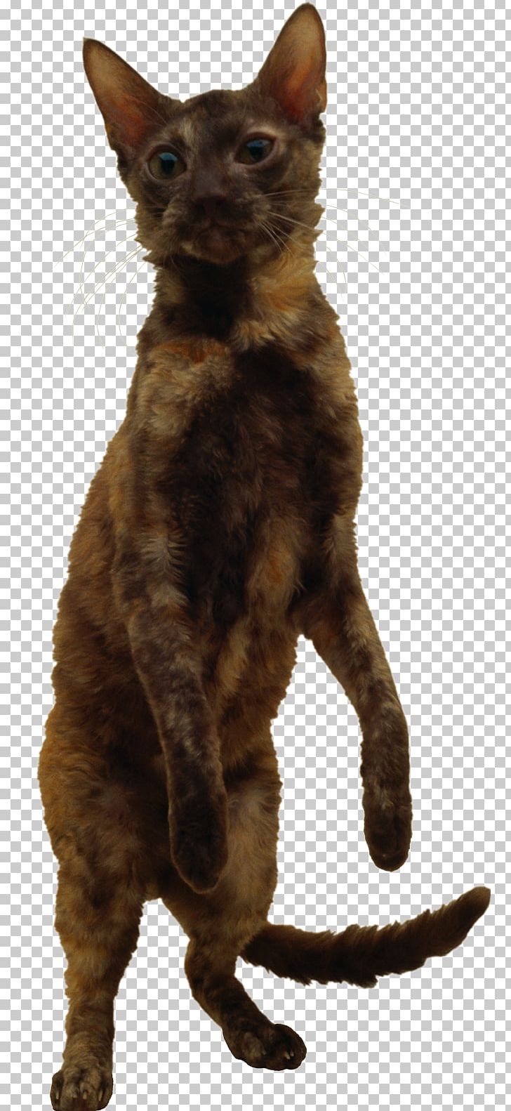 German Rex Devon Rex Havana Brown Cornish Rex Felidae PNG, Clipart, Animal, Animals, Asian, Carnivora, Carnivoran Free PNG Download