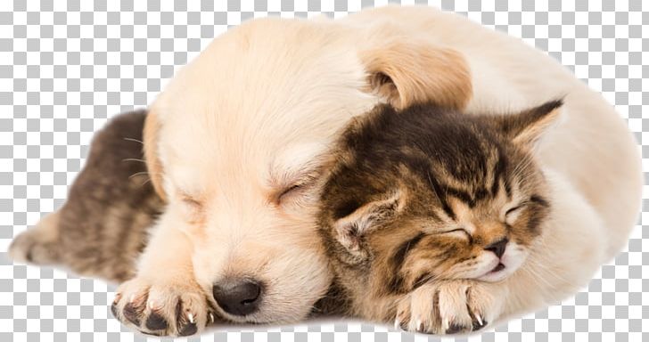 Golden Retriever Labrador Retriever Puppy Kitten Cat PNG, Clipart, Animals, Carnivoran, Cat, Cat Like Mammal, Companion Dog Free PNG Download