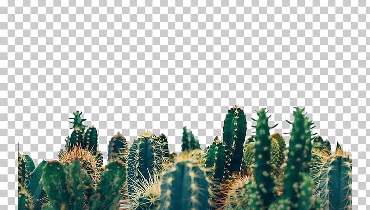 Lose Control (feat. Mxe3s) Physical Exercise Unsplash Photography PNG, Clipart, Album, Art, Background Green, Biome, Cactus Free PNG Download