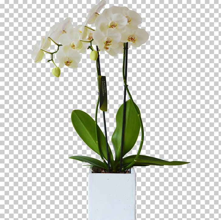 Moth Orchids White Cut Flowers Cattleya Orchids PNG, Clipart, Artificial Flower, Branch, Cattleya Orchids, Cut Flowers, Floral Design Free PNG Download