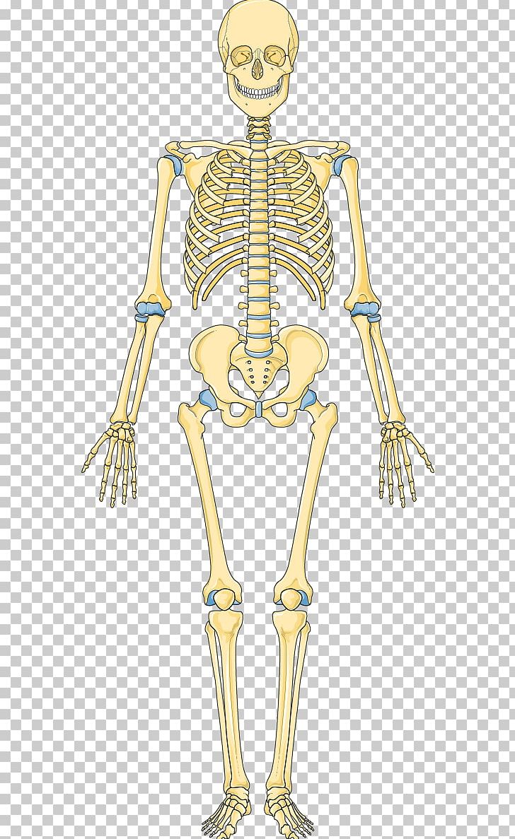 Bone Human Skeleton Hip Vertebral Column PNG, Clipart, Anatomy, Arm, Bone, Costume Design, Fantasy Free PNG Download