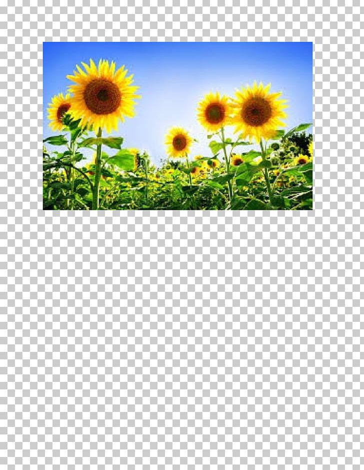 Common Sunflower Desktop Display Resolution 1080p PNG, Clipart, 4k Resolution, 1080p, Common Sunflower, Computer Monitors, Daisy Family Free PNG Download