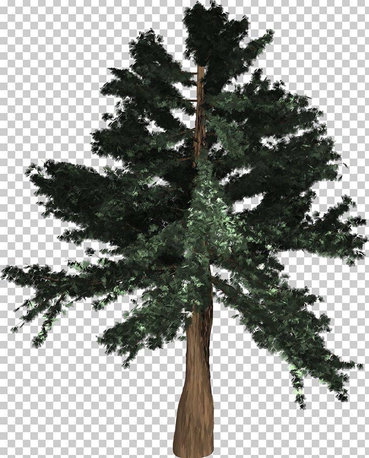 General Sherman Spruce Pine Conifers Coast Redwood PNG, Clipart, Biome, Branch, Conifer, Conifers, Cypress Free PNG Download