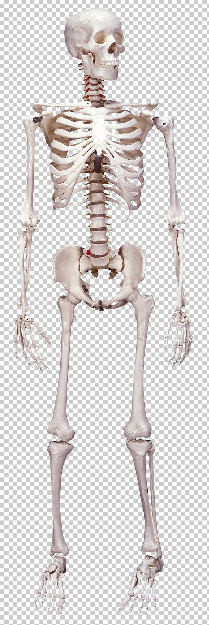 Human Skeleton Human Body Bone Anatomy PNG, Clipart, Anatomy, Arm, Bone, Cadaver, Costume Design Free PNG Download