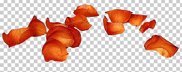 Petal Flower Material PNG, Clipart, Creative Background, Creative Graphics, Creative Logo Design, Falling, Fall Leaves Free PNG Download
