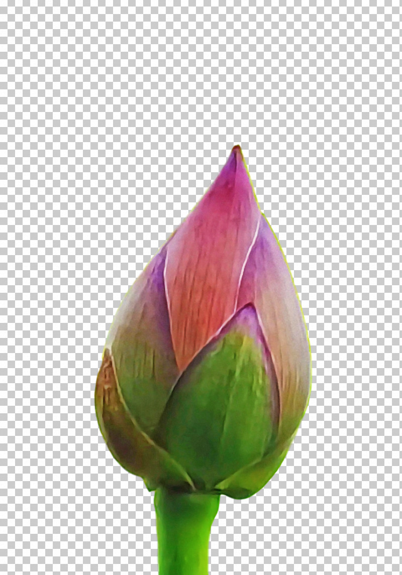 Plant Stem Bud Flower Petal Purple PNG, Clipart, Biology, Bud, Closeup, Flower, Petal Free PNG Download