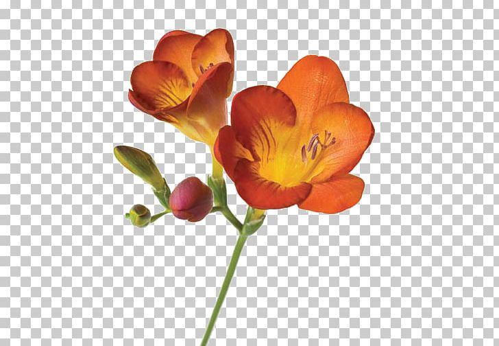Cut Flowers Petal Botany Flower Bouquet PNG, Clipart, Arbustos, Botany, Color, Cut Flowers, Flower Free PNG Download