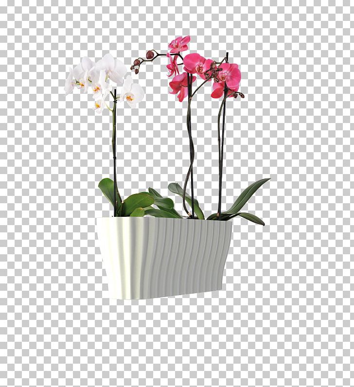 Moth Orchids Flowerpot Flower Box Plants PNG, Clipart, Box, Cattleya, Cattleya Orchids, Cut Flowers, Dendrobium Free PNG Download