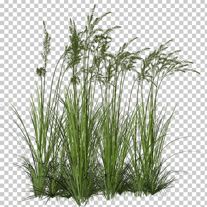 Aquatic Plants Portable Network Graphics Vegetation Mexican Fan Palm PNG, Clipart, Aquatic, Aquatic Plants, Chrysopogon Zizanioides, Commodity, Evergreen Free PNG Download