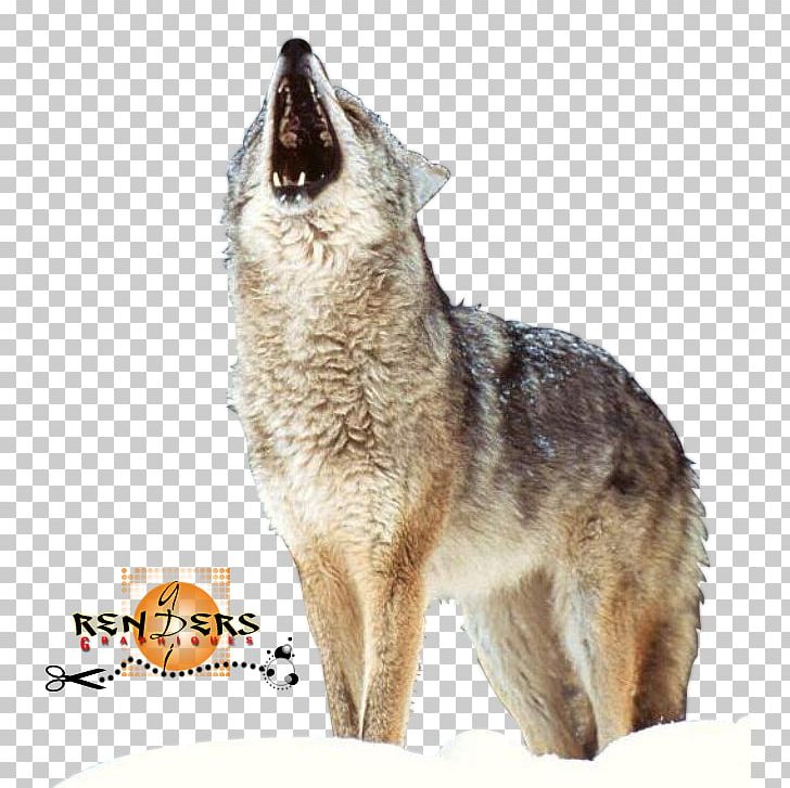 Arctic Wolf German Shepherd Siberian Husky Pack Puppy PNG, Clipart, Animal, Animals, Arctic Wolf, Aullido, Black Wolf Free PNG Download