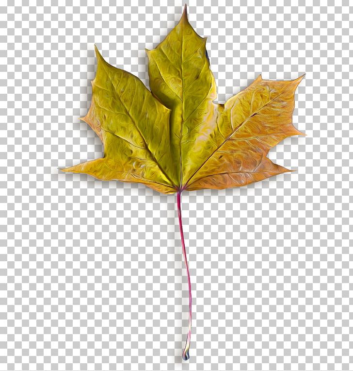 Autumn Leaves Maple Leaf File Formats PNG, Clipart, Autumn, Autumn Leaves, Download, Image File Formats, Leaf Free PNG Download