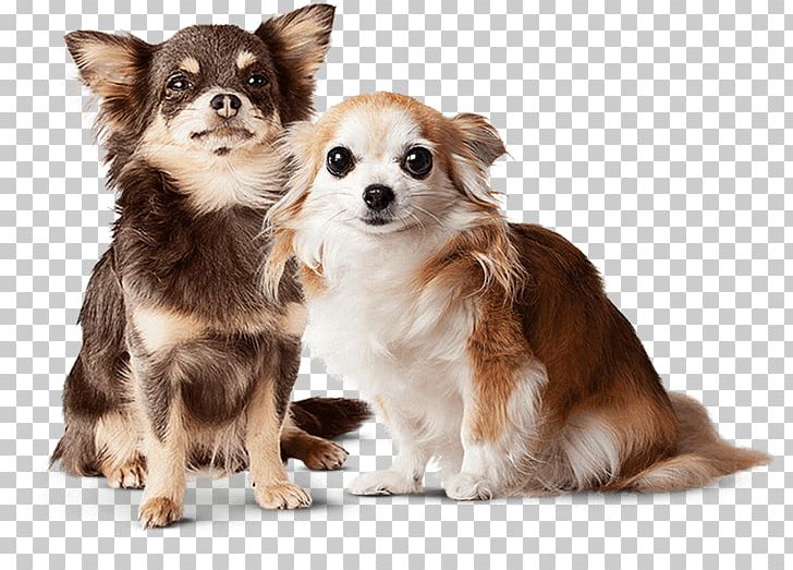 Chihuahua Cat Puppy Pet Veterinarian PNG, Clipart, Animals, Bark, Carnivoran, Cat, Cat Litter Trays Free PNG Download