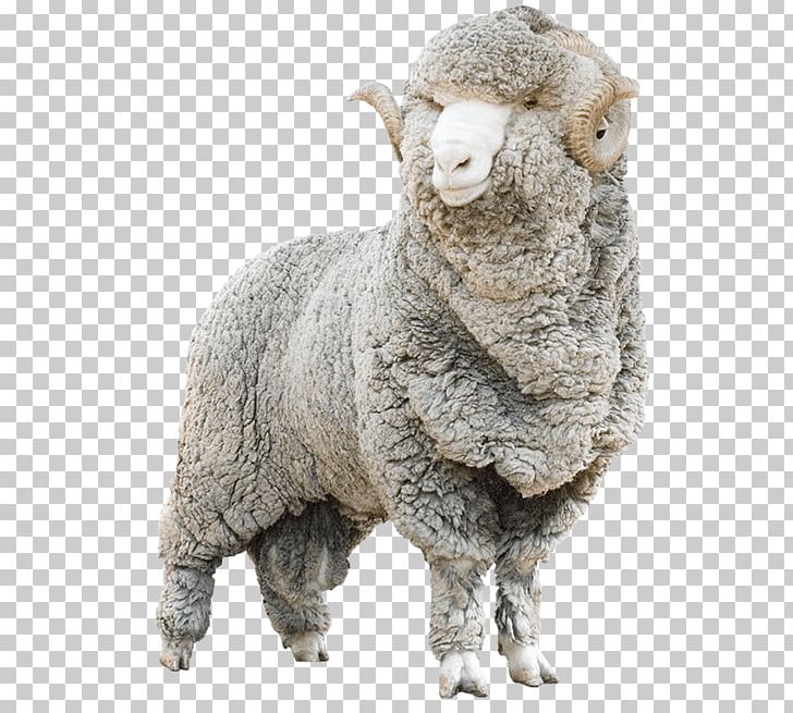 Merino Wool Allbirds Sheep Shearing Goat PNG, Clipart, Allbirds, Animal,  Animal Figure, Coat, Cow Goat Family
