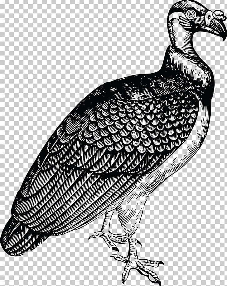 Turkey Vulture Bird King Vulture PNG, Clipart, Animal, Animals, Beak, Bird, Bird Of Prey Free PNG Download